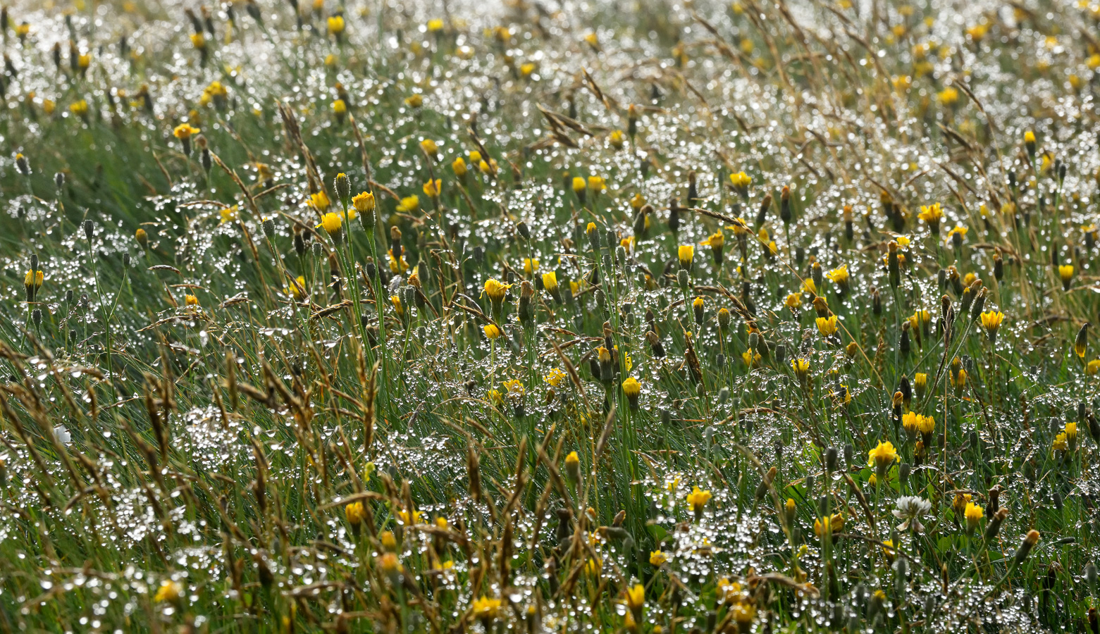 [200 mm, 1/640 Sek. bei f / 14, ISO 1600]